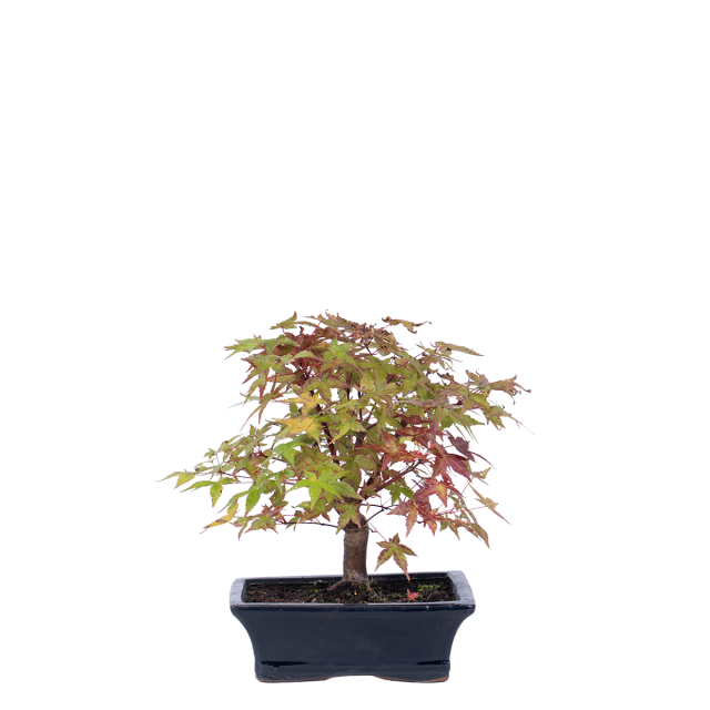 product_1