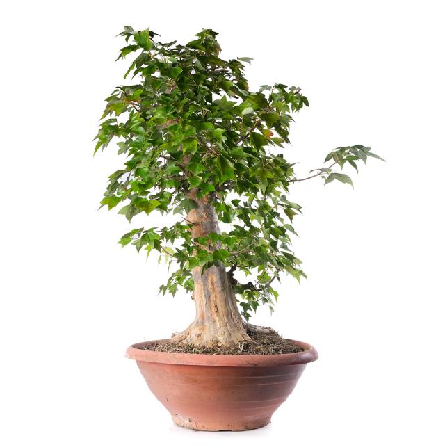 product_1