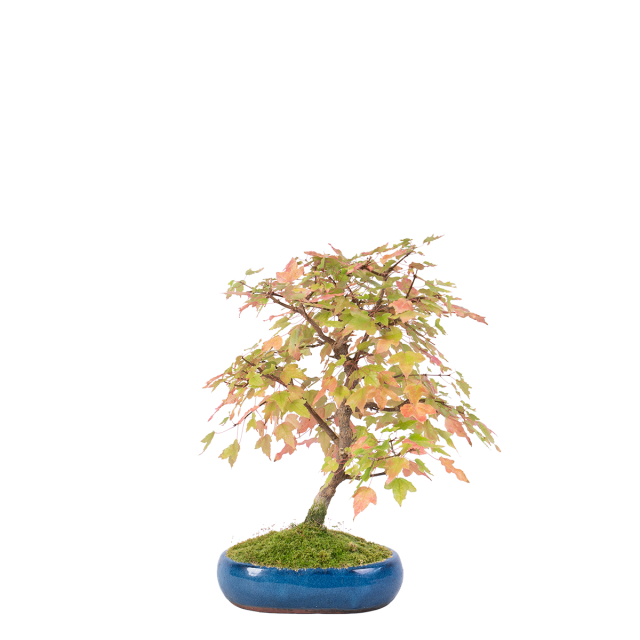 product_1