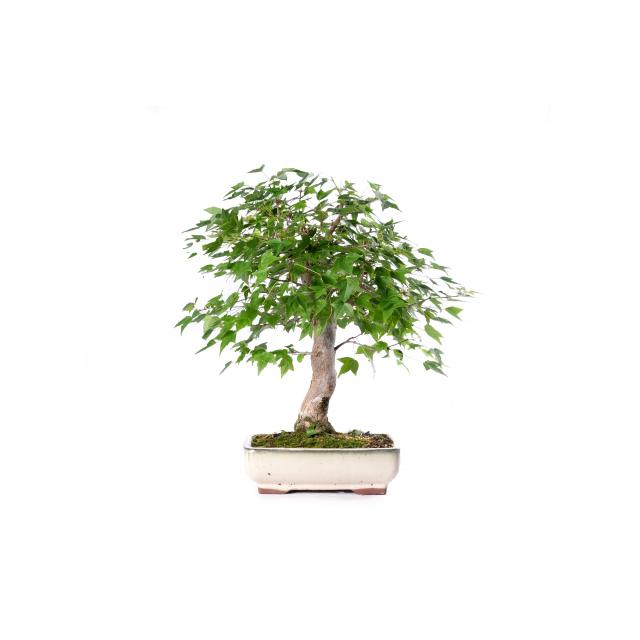 product_1