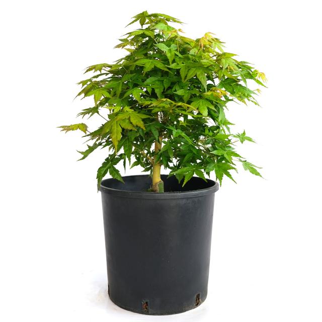 product_1