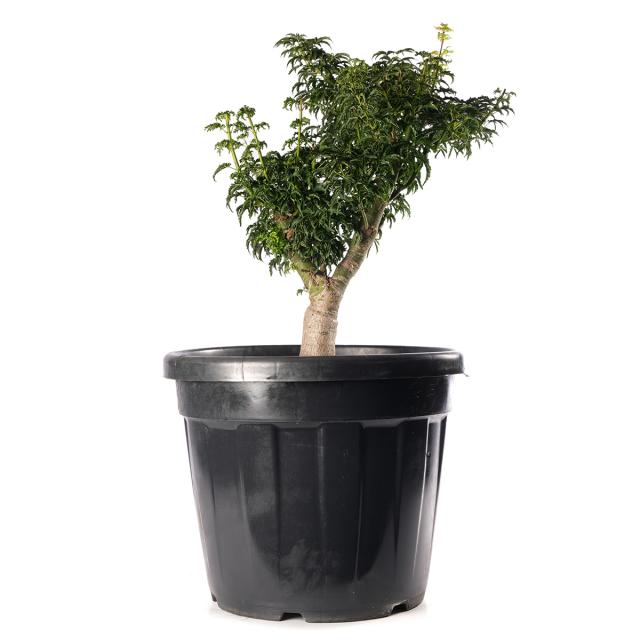 product_1