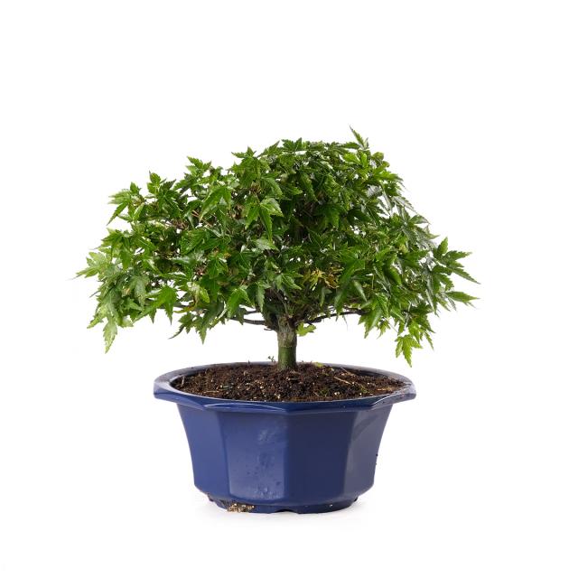 product_1