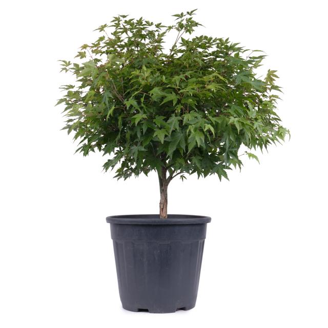 product_1