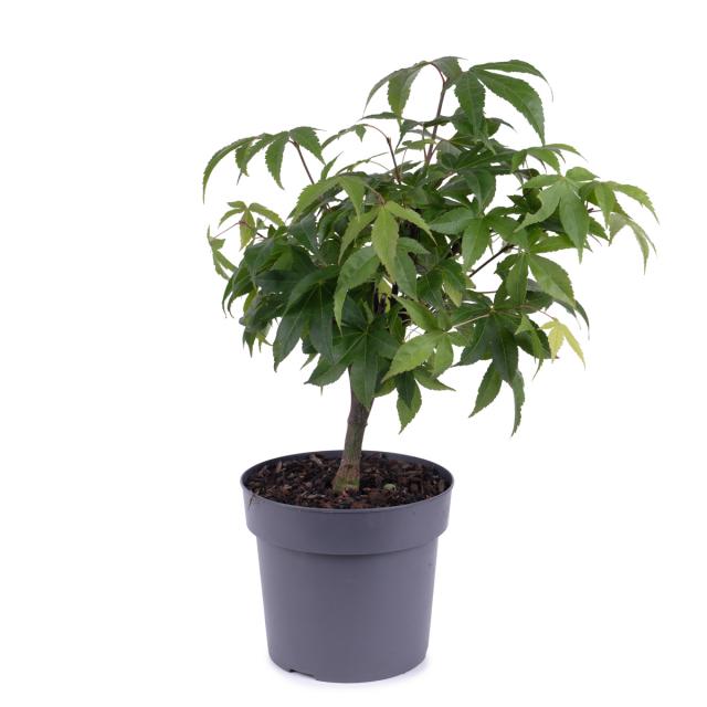 product_1