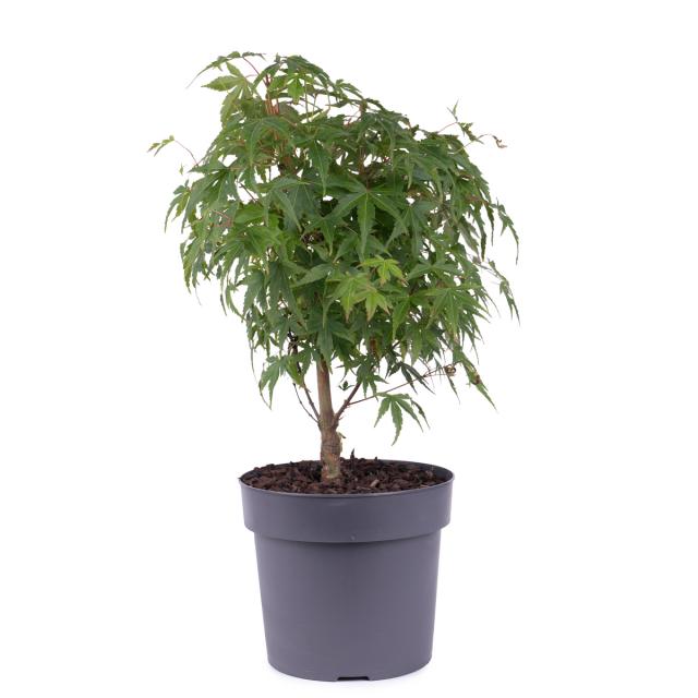 product_1