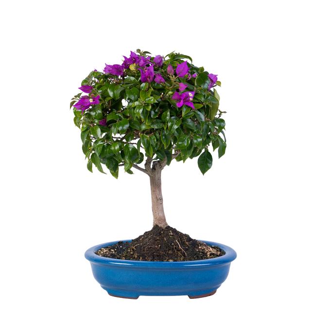 product_1