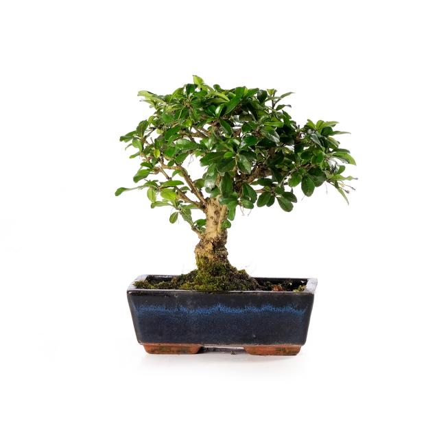 product_1
