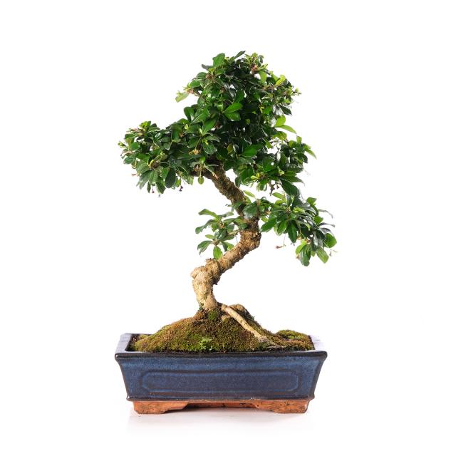 product_1