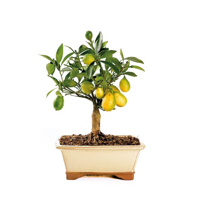 product_1