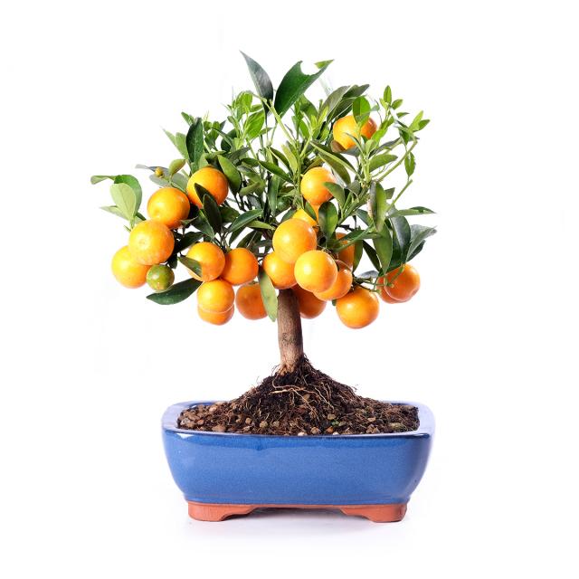 product_1