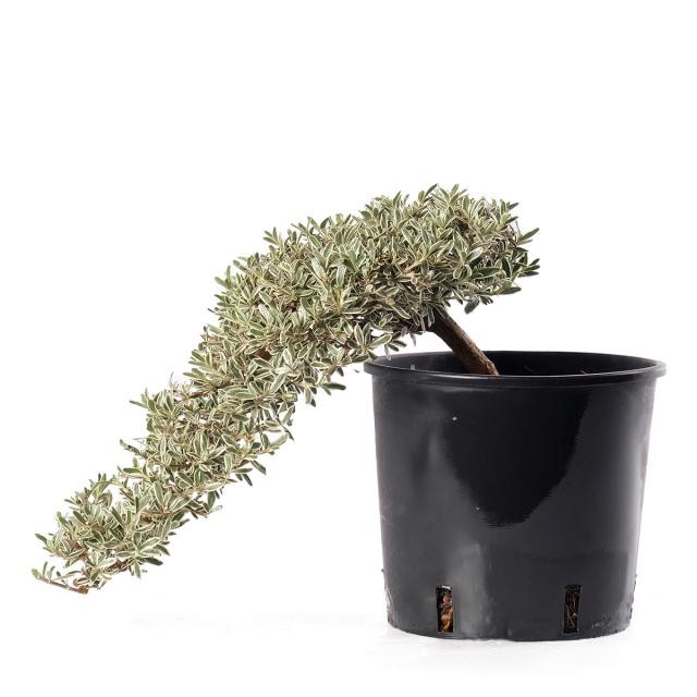 product_1