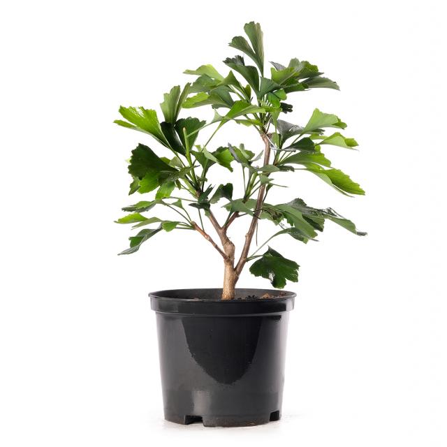 product_1