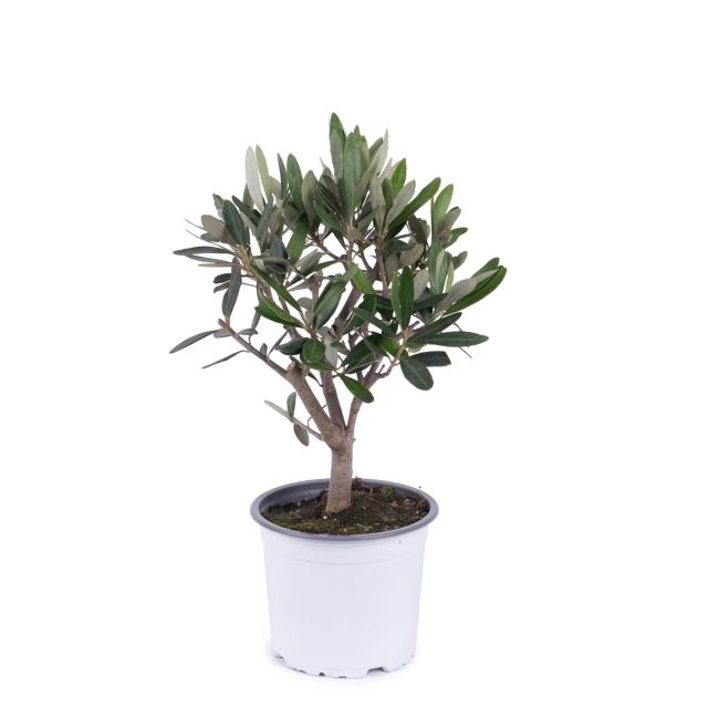 product_1