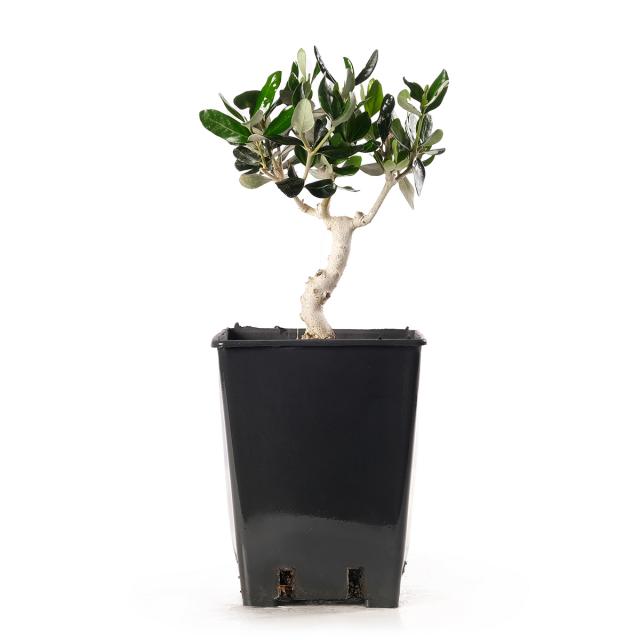product_1