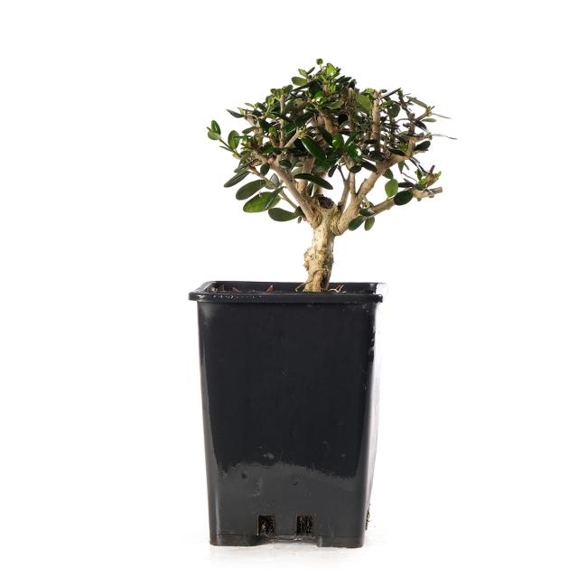 product_1