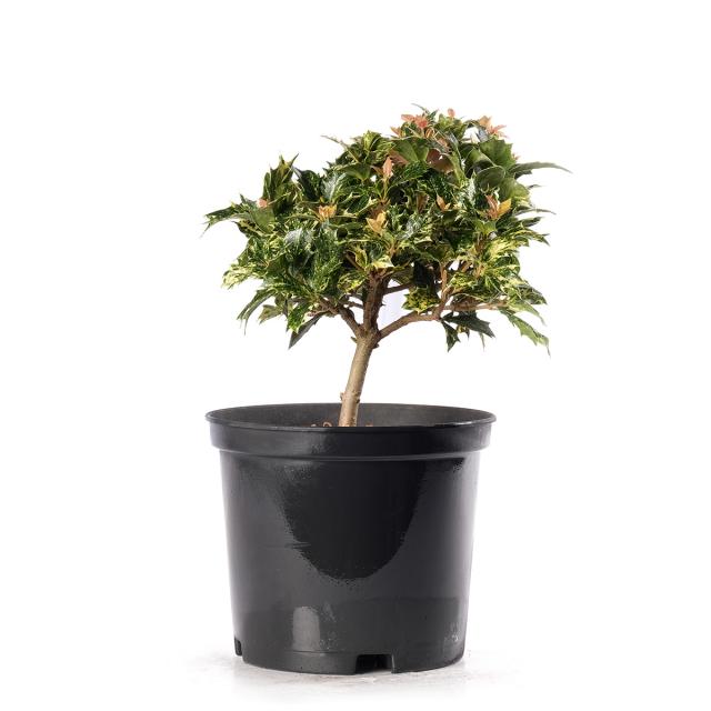 product_1