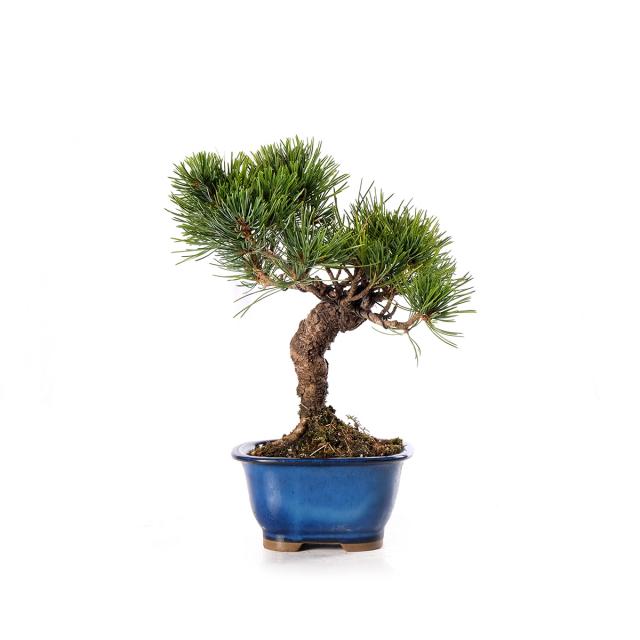 product_1