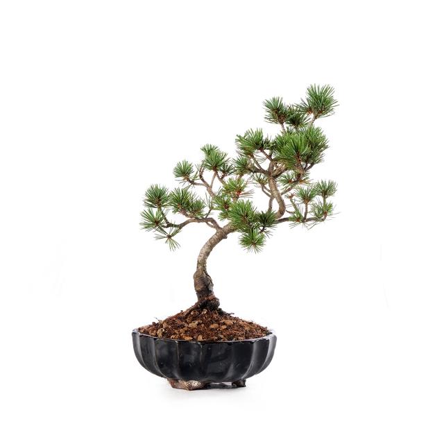 product_1