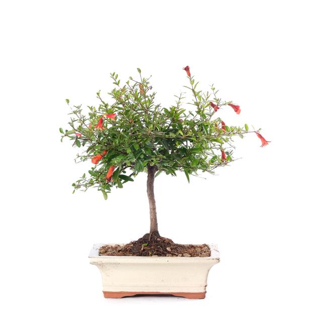 product_1
