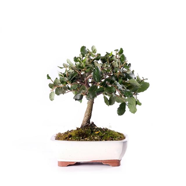 product_1