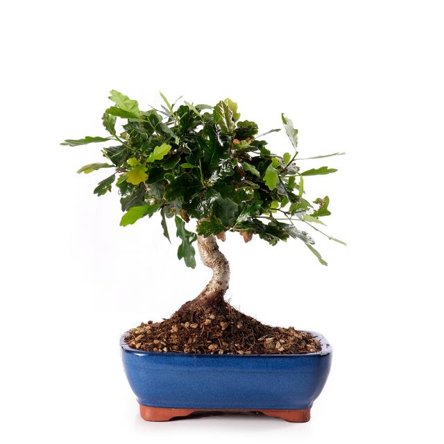product_1
