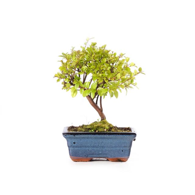 product_1