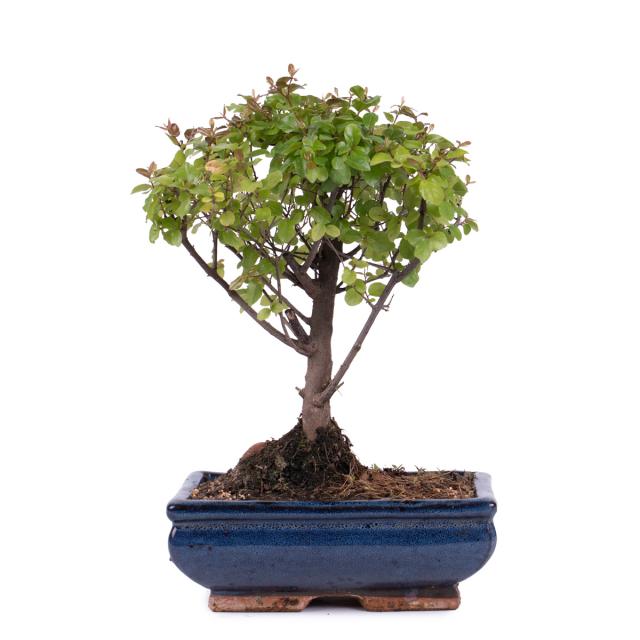 product_1