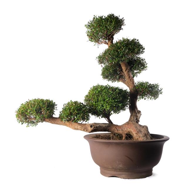 product_1