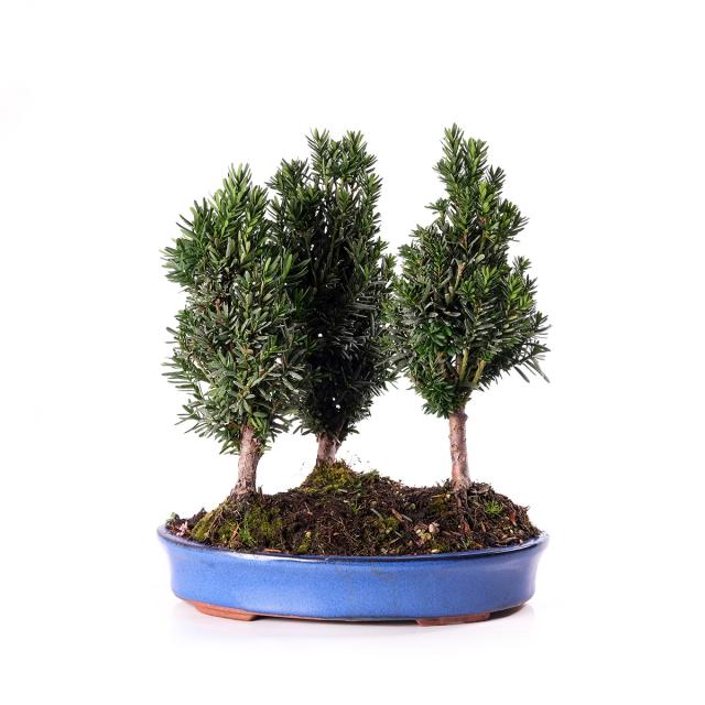 product_1