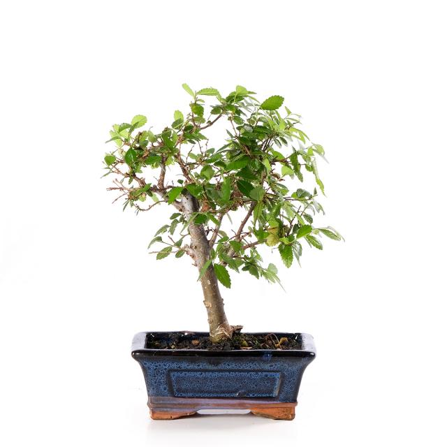 product_1