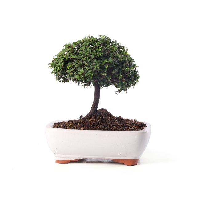 product_1