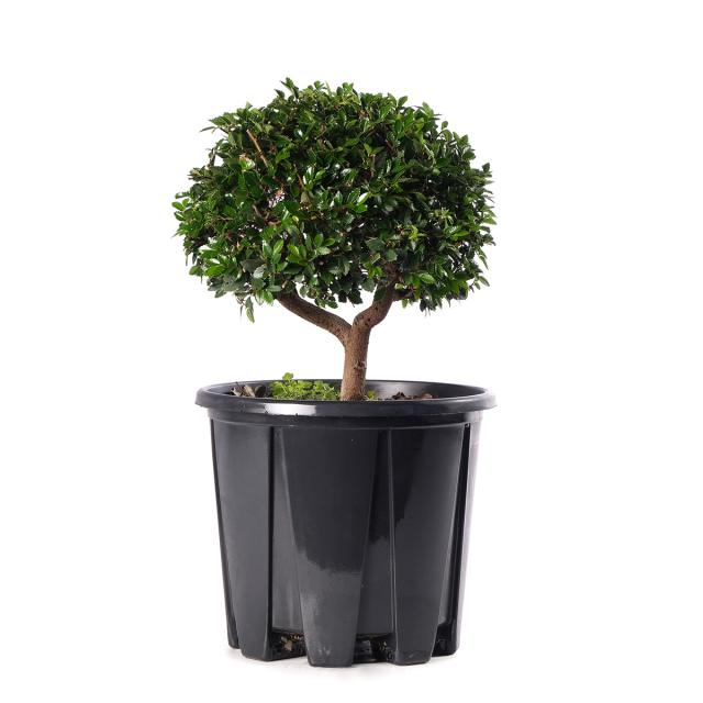 product_1
